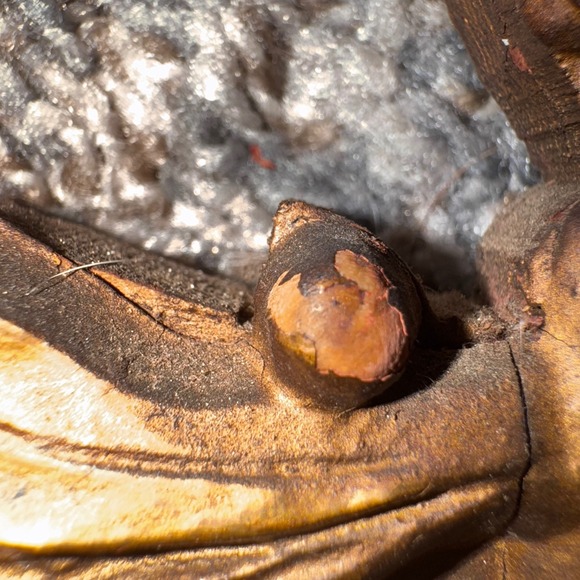 Vintage Old Mid 20th century Ornate Eagle Convex Round Mirror about 13x18" - Picture 3 of 10